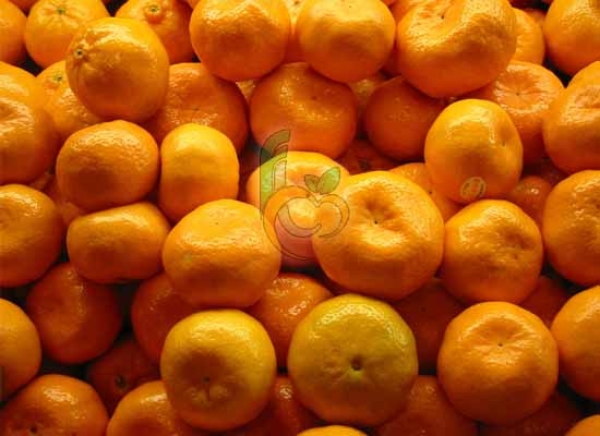 Egyptian fresh Mandarins by Fruit Link 