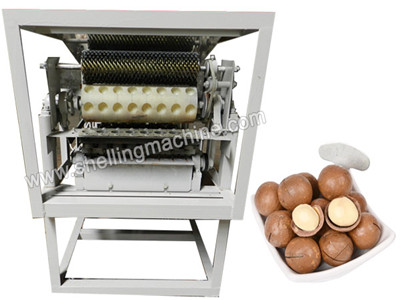 Macadamia Nut Cutting Machine