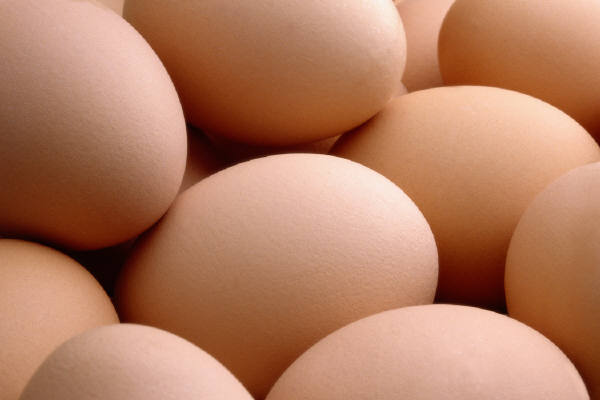 Chicken Broiler Hatching Eggs, Cobb 500/ Ross 308 Grade A