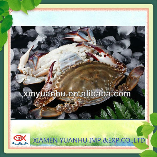 Best Seafood Blue Crab Exporters 