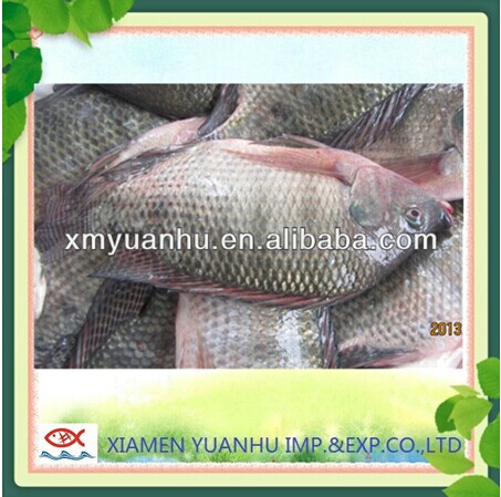 Frozen fresh tilapia whole trunk 