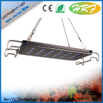 DimambleCoral growth  light