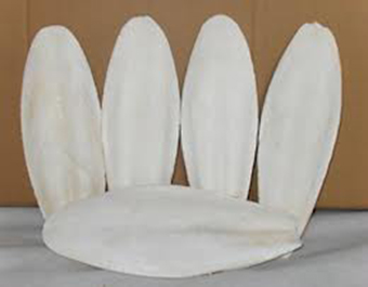 Cuttlefish Bone: Great Feed for Bird and Poultry 