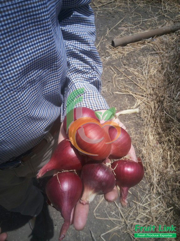 Egyptain red onions by Fruit Link 