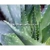 aloe vera powder(100x,200x),aloin