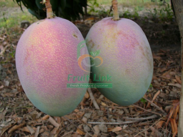 Egyptian mango ( keitt ) by Fruit Link 