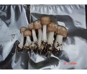 Agaricus Blazei Polysaccharide