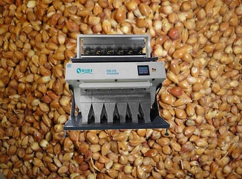 Sorghum Color Sorter with high quality.more accuracy