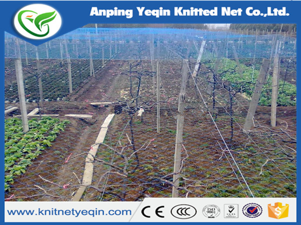 plastic mesh hdpe knitted vinyard anti bird protection net 