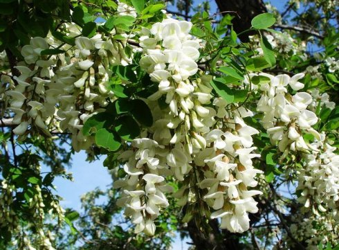 Rutin (Sophora Japonica Extract)