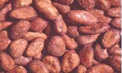 Western Africa Cocoa Bean