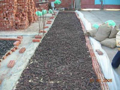 Dried Sea Cucumber & Dried Sea horse whole supply 