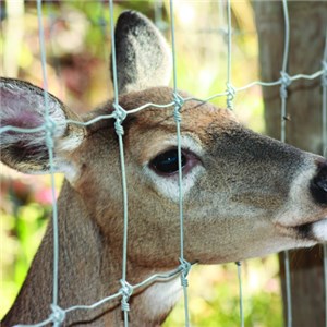 Wire Mesh Farm Fence