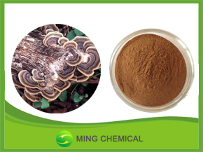 Coriolus Versicolor Extract For Sale