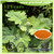 Macleaya Cordata Extract 60% Alkaloids Sanguinarine Feed Additive