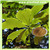 Magnolia Bark Extract,cin Magnolia Bark Extract