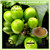 Green Coffee Bean Extract Chlorogenic Acid 50%