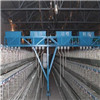Automatic Poultry Farming Equipment System for Chicken