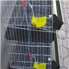 Metal Wire Layer Quail Cages for Sale
