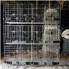 H Type Pigeon Cage Hot Sale in Saudi Arabia Market