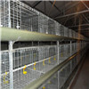 H Type Cages for Growing Broilers