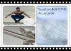 CAS 1045-69-8 Pharmaceutical Testosterone Acetate , Injectable Testosterone For Bodybuilding