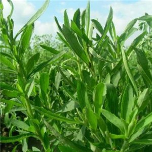 Stevia