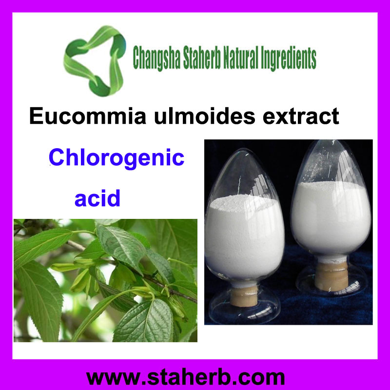 Eucommia Extract Chlorogenic?acid 1% 98%