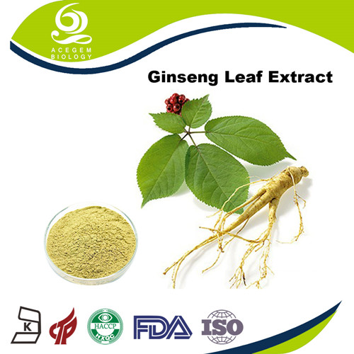 Panax Ginseng Leaf Extract