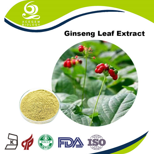 Panax Ginseng Leaf Extract UV 80%