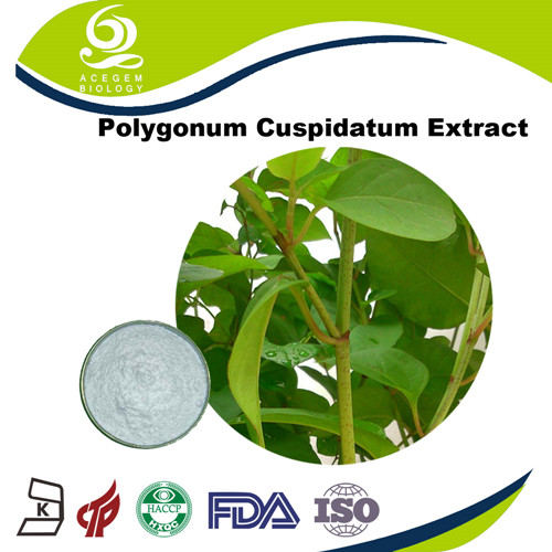 Polygonum cuspidatum extract Resveratrol Powder