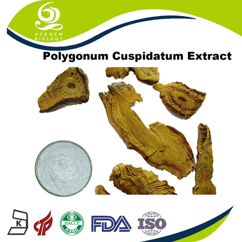 Polygonum cuspidatum extract 98% Resveratrol