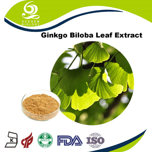 Ginkgo Biloba Leaf Extract Powder