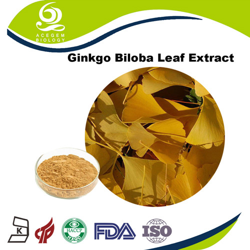 EP Standard Ginkgo Biloba Leaf Extract Powder 24/6