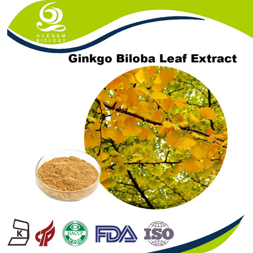 Ginkgo Extract 24/6 Powder