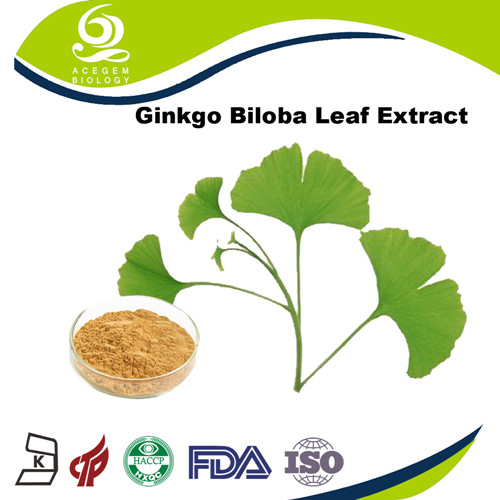 Acegem Supply Dried Ginkgo Biloba Extract