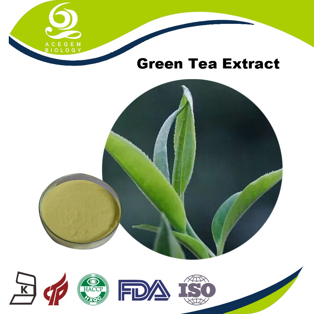Chinese Green Tea Extract 90% EGCG Powder