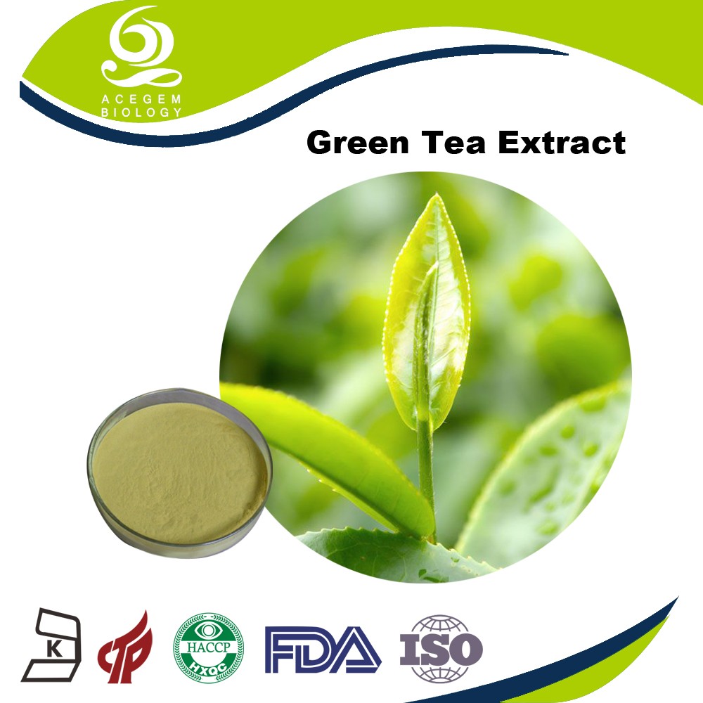 Green Tea Extract 95% EGCG Powder