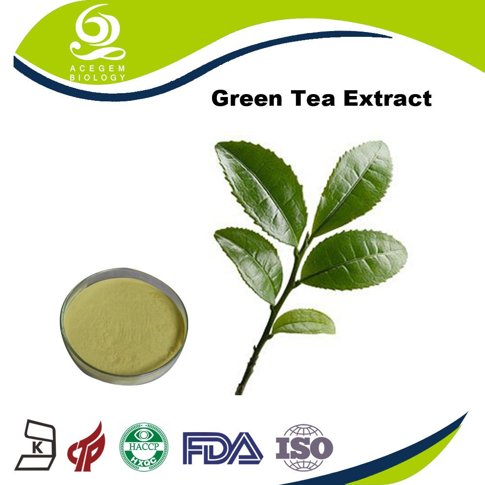 Pure EGCG Powder from Green Tea Extract