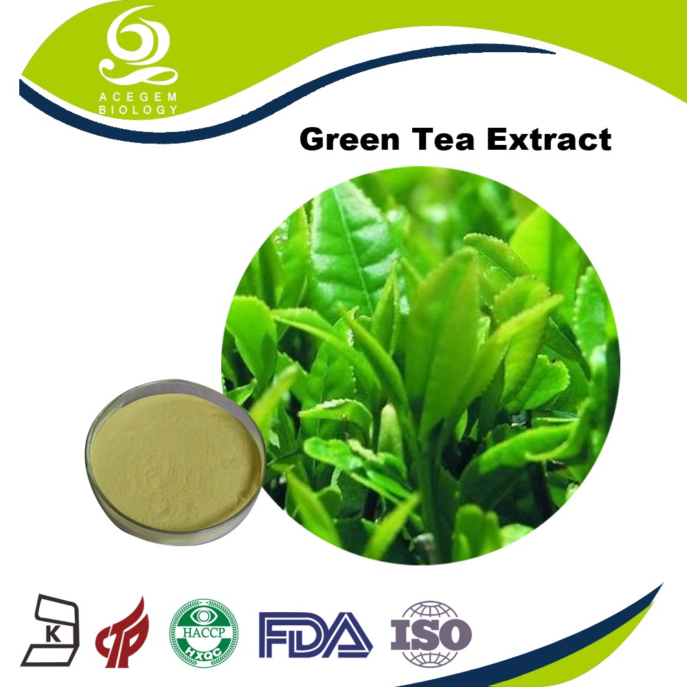 90% EGCG Powder from Green Tea Extract
