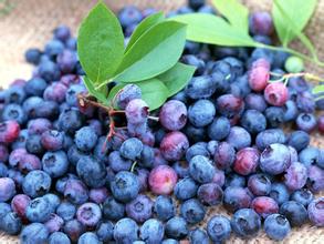 Bilberry Extract