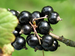 Blackcurrant Extract