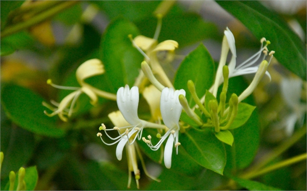 Honeysuckle Flower extract