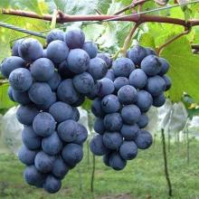 Grape Skin Extract 