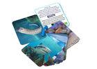 Animial Image 3d Lenticular Sheets Learning card For Children With Alphabet