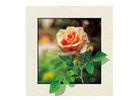 Eco Friendlly Plastice 3D Lenticular Printing Service Picture Nature Landscape