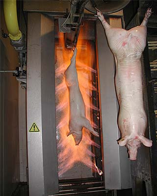 Pig Singe Furnaces