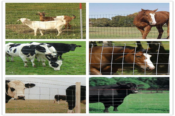 Agriculture Field Farm Live Stock Fence