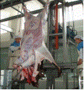 Cattle Skin Remove Machine