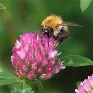 Red Clover Extracts